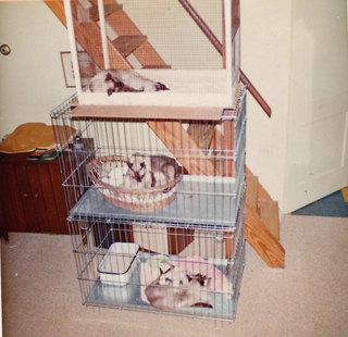 Mother's Cats, c. 1967